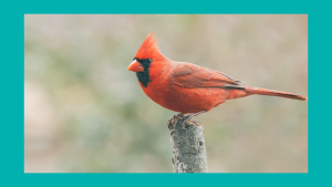 A bright red cardinal sits on a branch